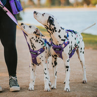 Purple Atlas Odyssey Personalised Harness