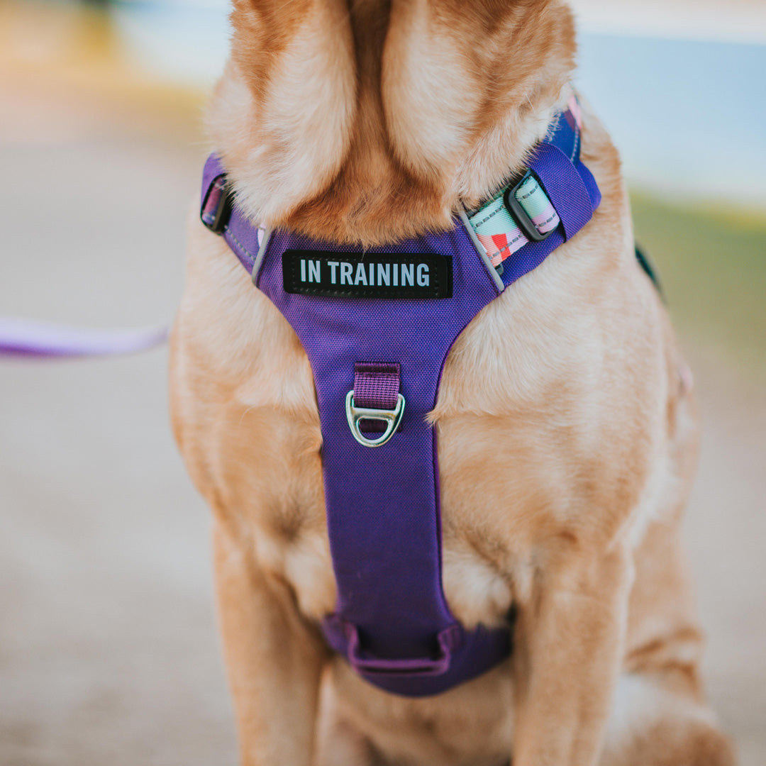 Odyssey Personalised Harness