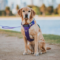 Purple Atlas Odyssey Harness