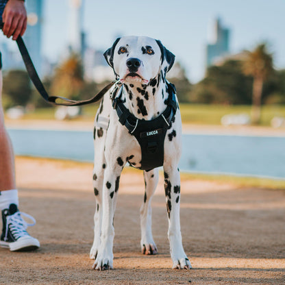Odyssey Personalised Harness