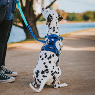 Blue Jumbo Odyssey Personalised Harness