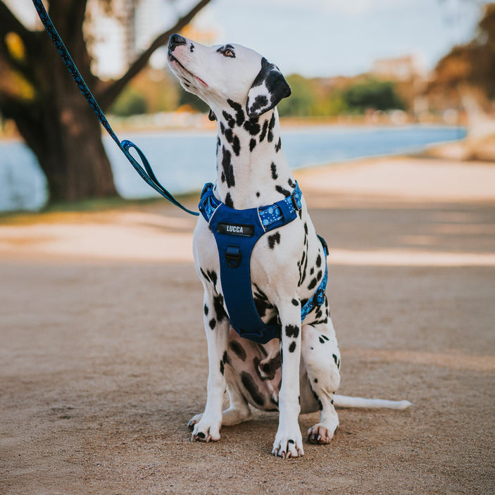 Blue Jumbo Odyssey Personalised Harness