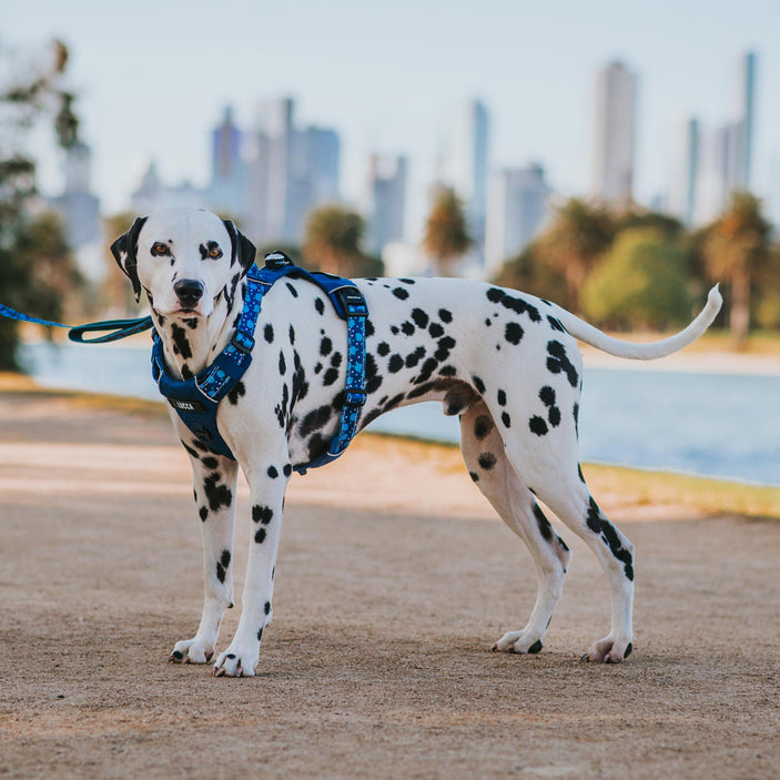 Blue Jumbo Odyssey Personalised Harness