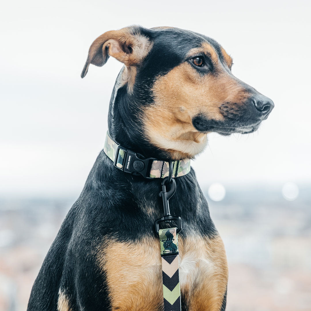 On Duty Collar - On Duty