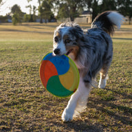 Swirl Frisbee Toy