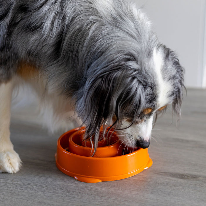 Orange Swirl Slow Feeder Bowl