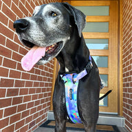 Luna Explorer Chest Plate