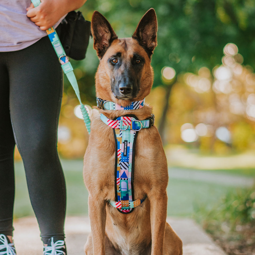 Milano Explorer Chest Plate - Milano