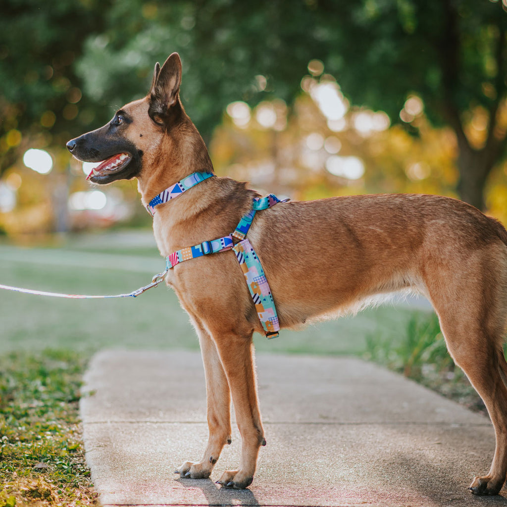 Milano OG No-Pull Training Harness - Milano