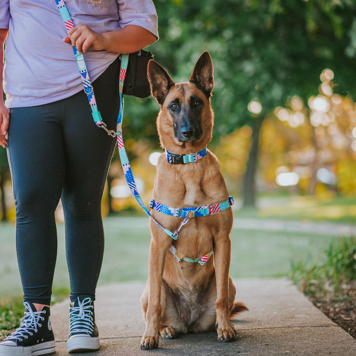 Milano RNT No-Pull Training Harness