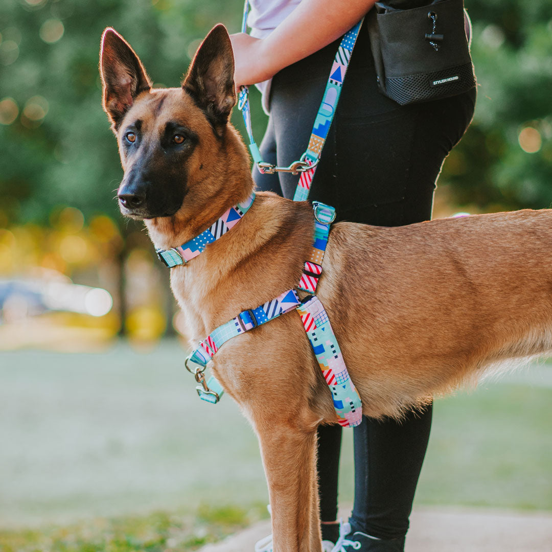 Milano RNT No-Pull Training Harness - Milano