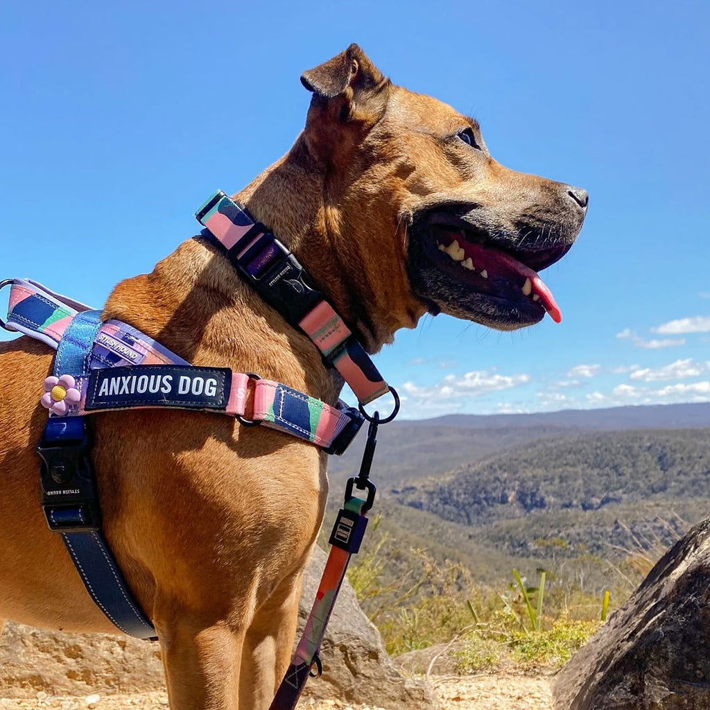 Soda Personalised No-Pull Harness