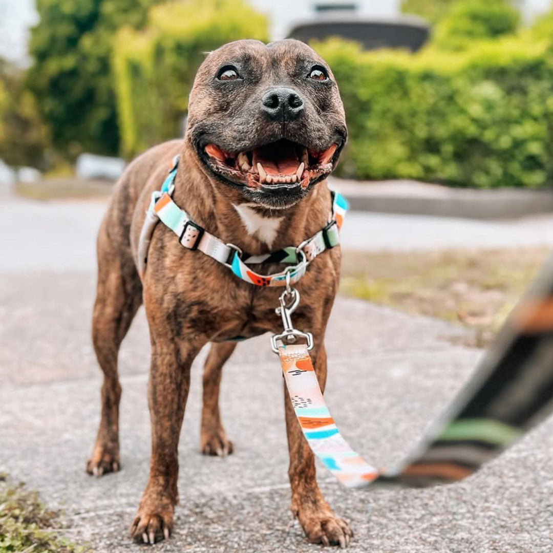 Newtown RNT No-Pull Training Harness