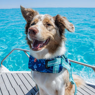 Ocean Blue Dog Swim Jacket