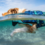 Ocean Blue Dog Swim Jacket