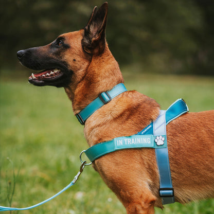 Personalised No-Pull Harness