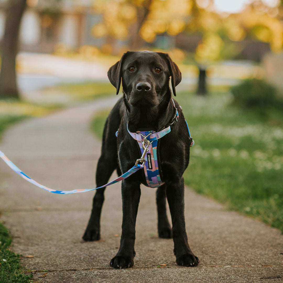 Chrome Leash - Chrome