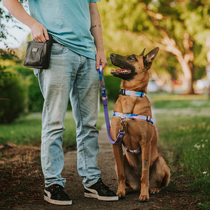 Chrome Cruise Control Obedience Leash