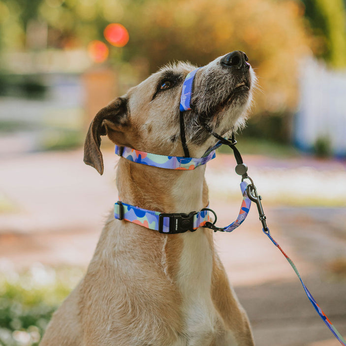 Luna Halter + Safety Clip