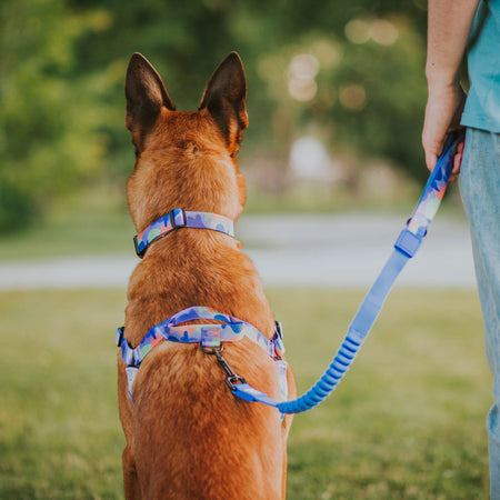 Luna CC Leash - Luna