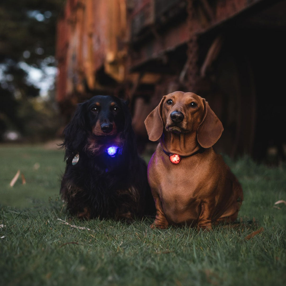 Multi-Colour Night Glow