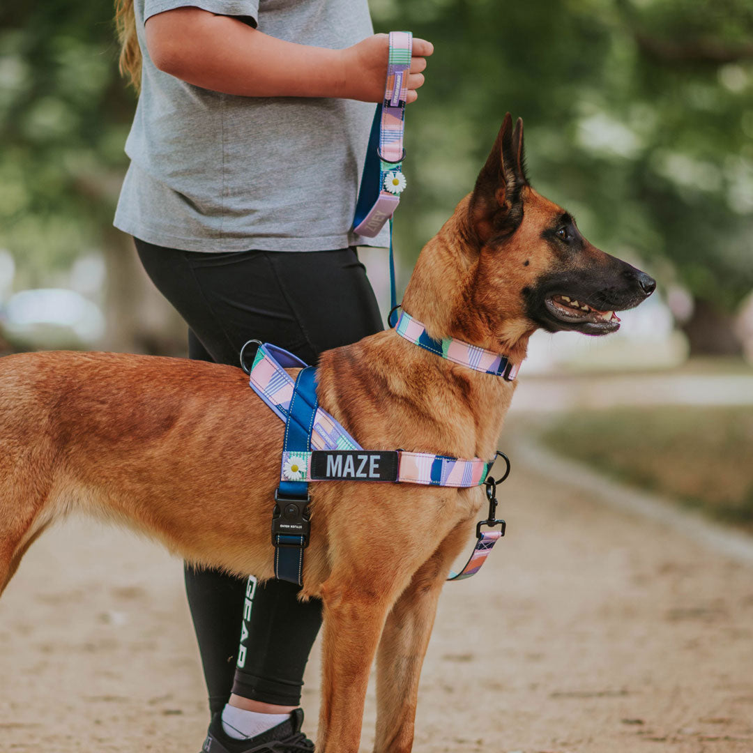 Personalised No-Pull Harness
