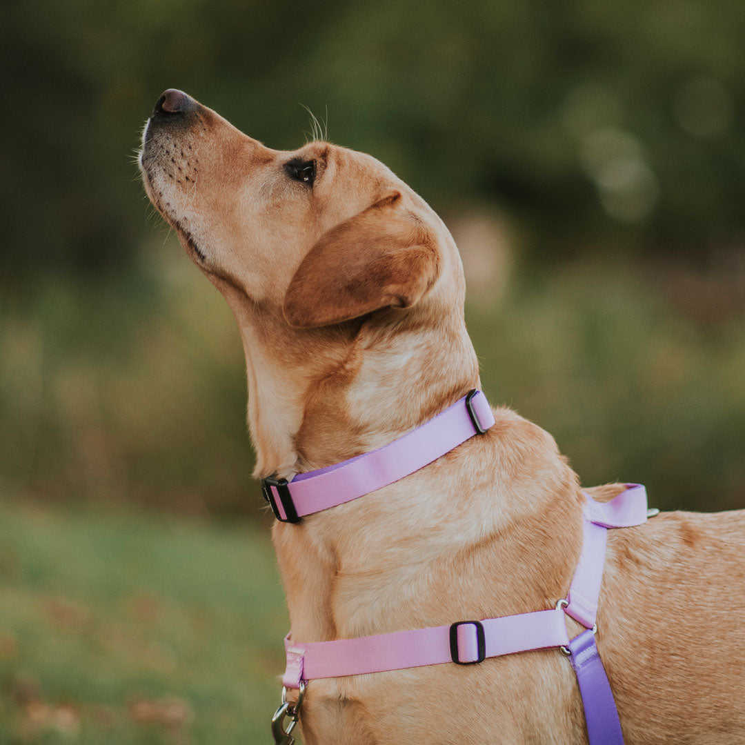 Sorbet Collar - Sorbet