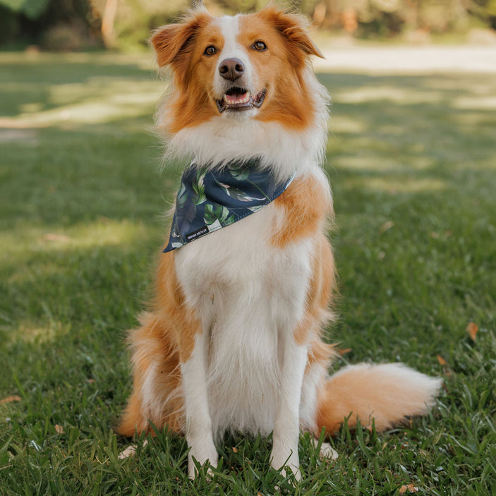 Eden Bandana