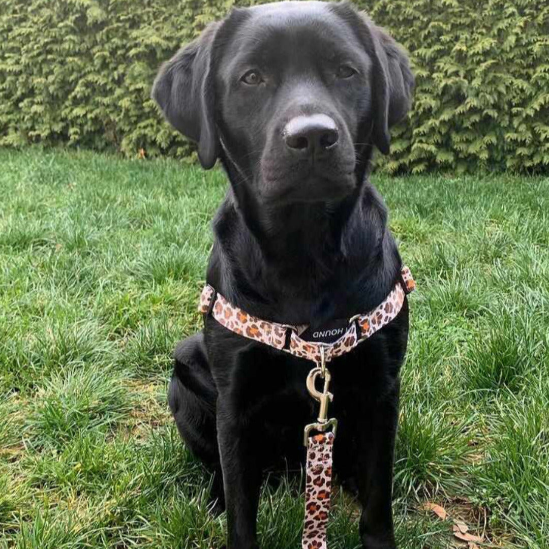 Wild Side Leash - Wild Side