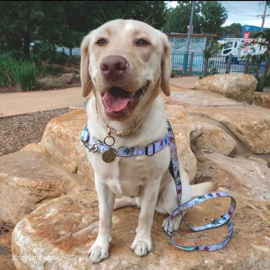 Evergreen Multi-Function Leash - Evergreen