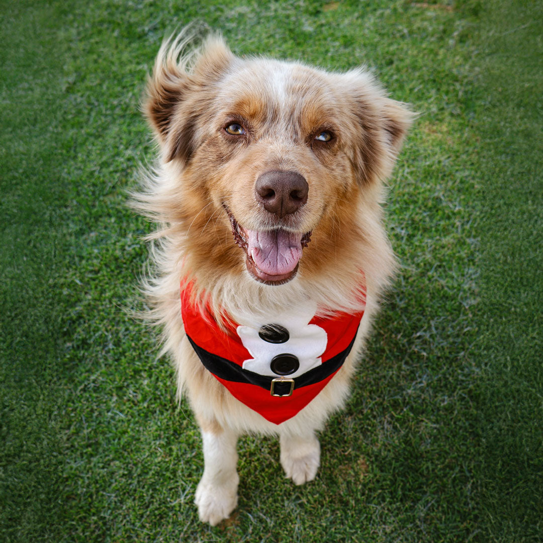 Santa Bandana