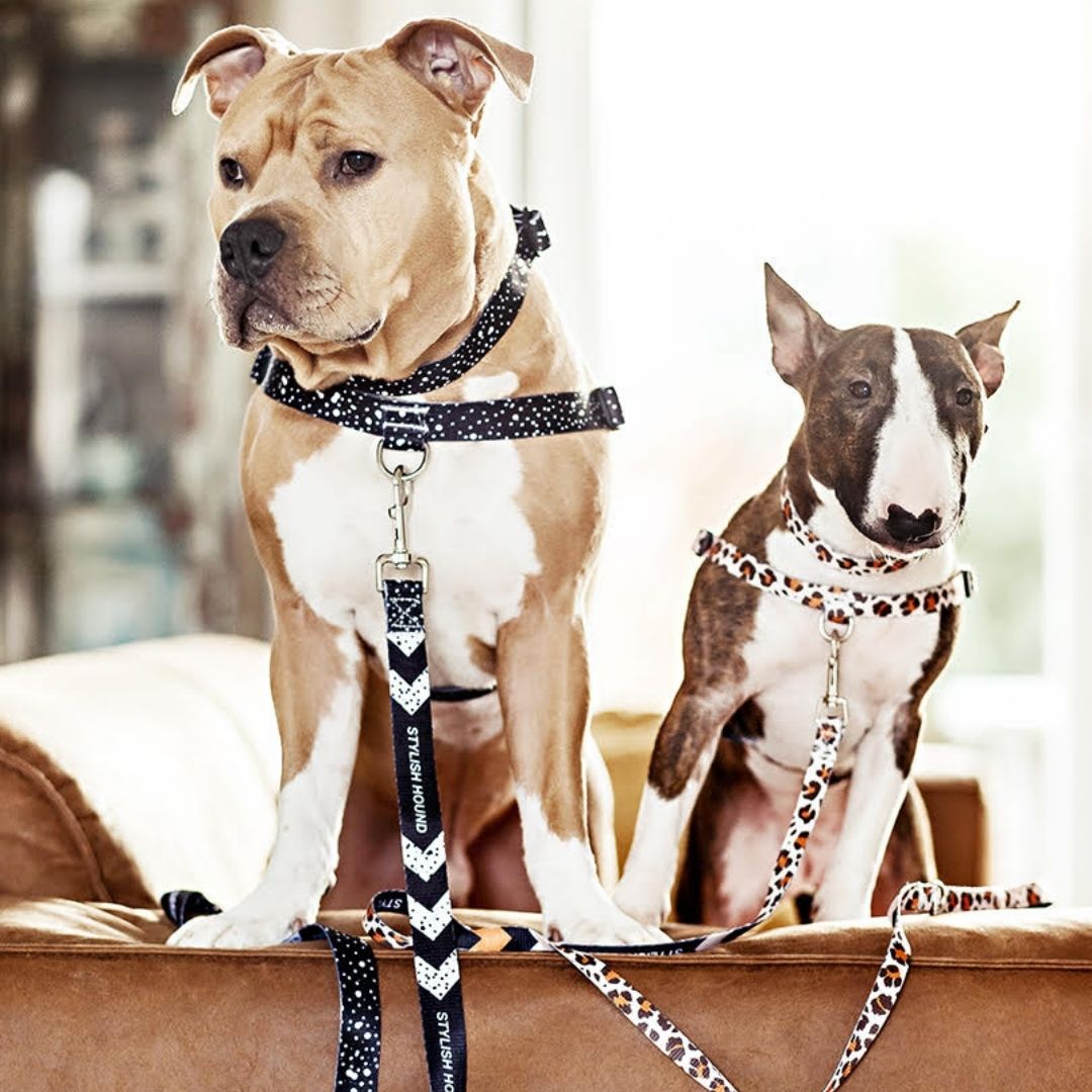 Wild Side Leash - Wild Side