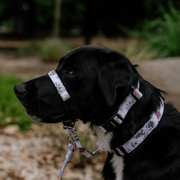 Evergreen Halter+ Safety Clip