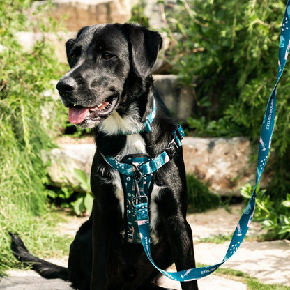 Nova Explorer Chest Plate - Nova