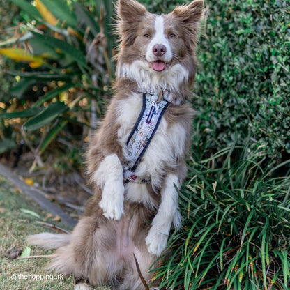 Evergreen Explorer Chest Plate - Evergreen