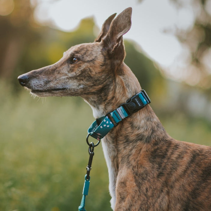 Nova Martingale Training Collar