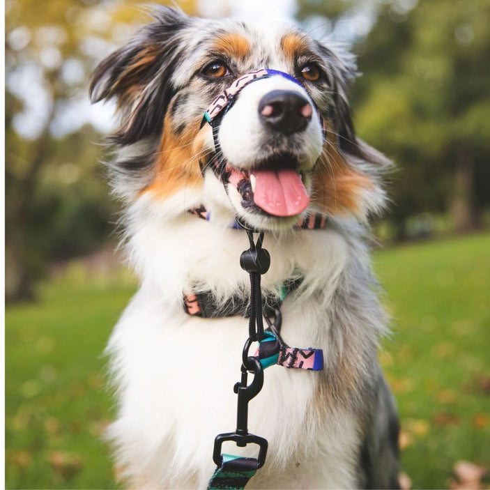 Gumball Halter+ Safety Clip