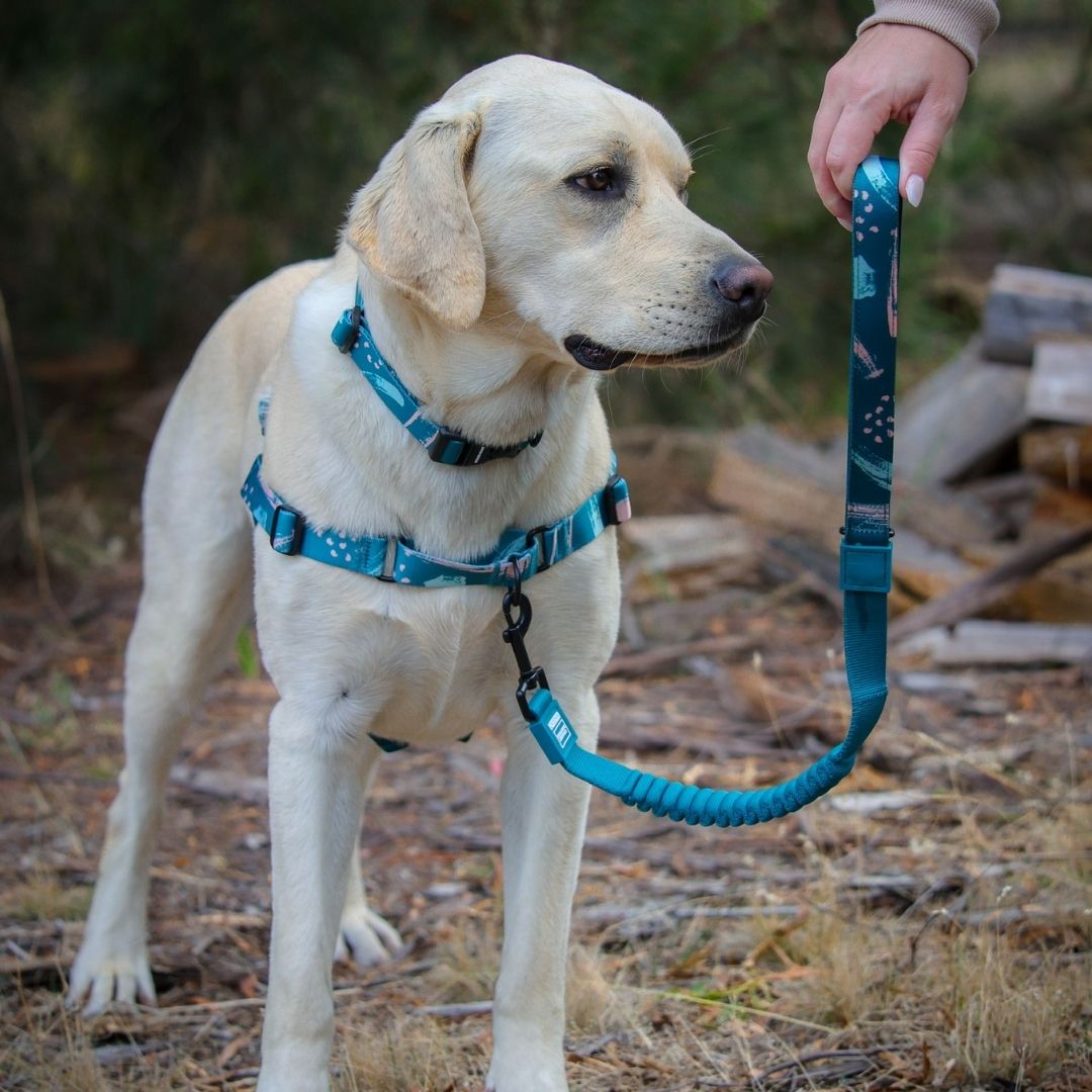 Nova RNT No-Pull Training Harness - Nova