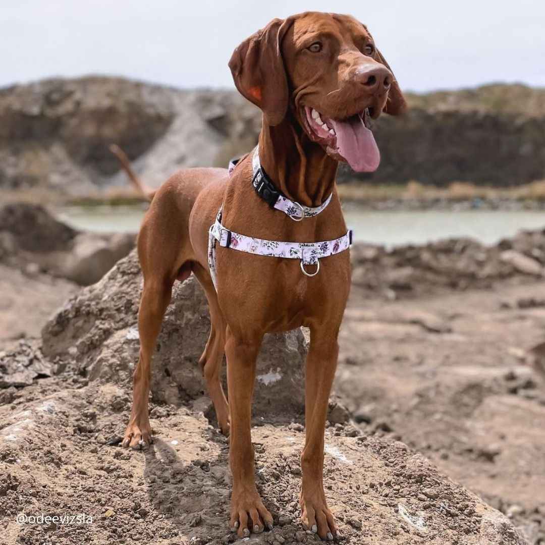 Evergreen OG No-Pull Training Harness - Evergreen