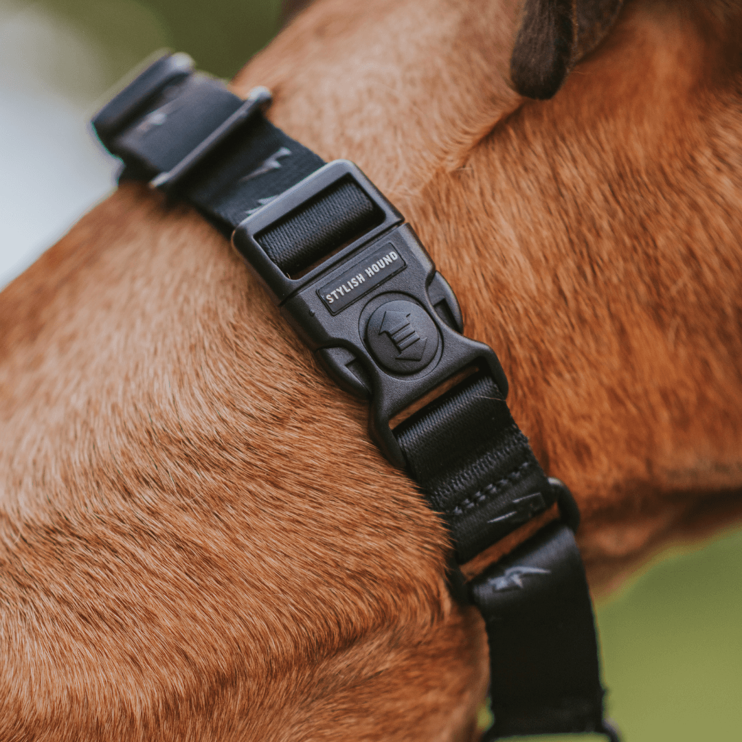 Blackout Martingale - Blackout