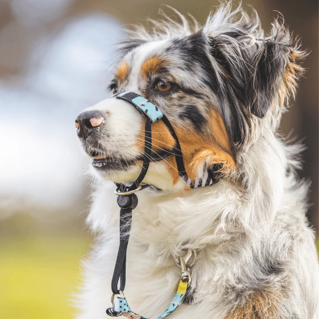High Top Halter - High Top