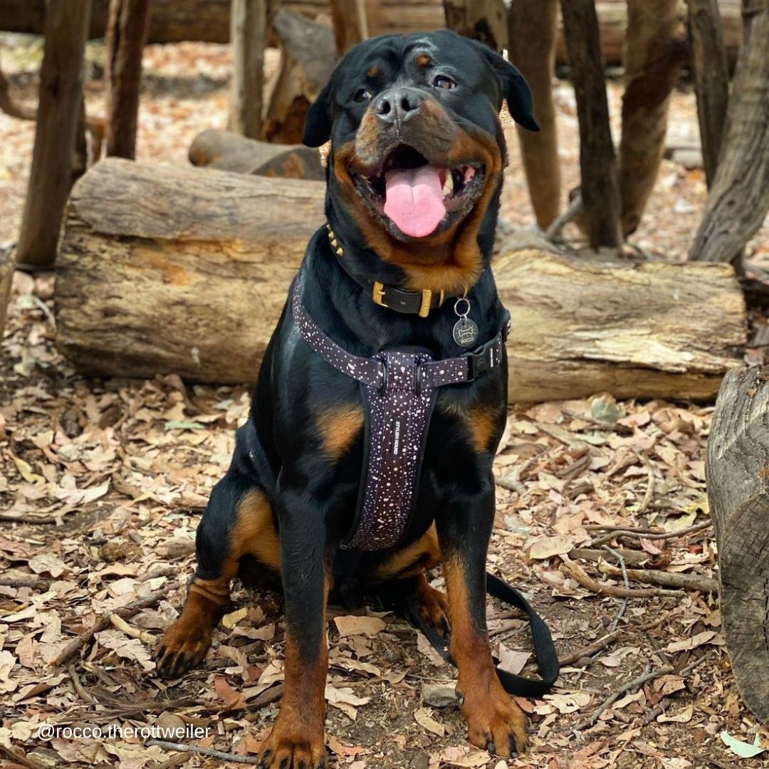 Jackson Explorer Chest Plate - Jackson