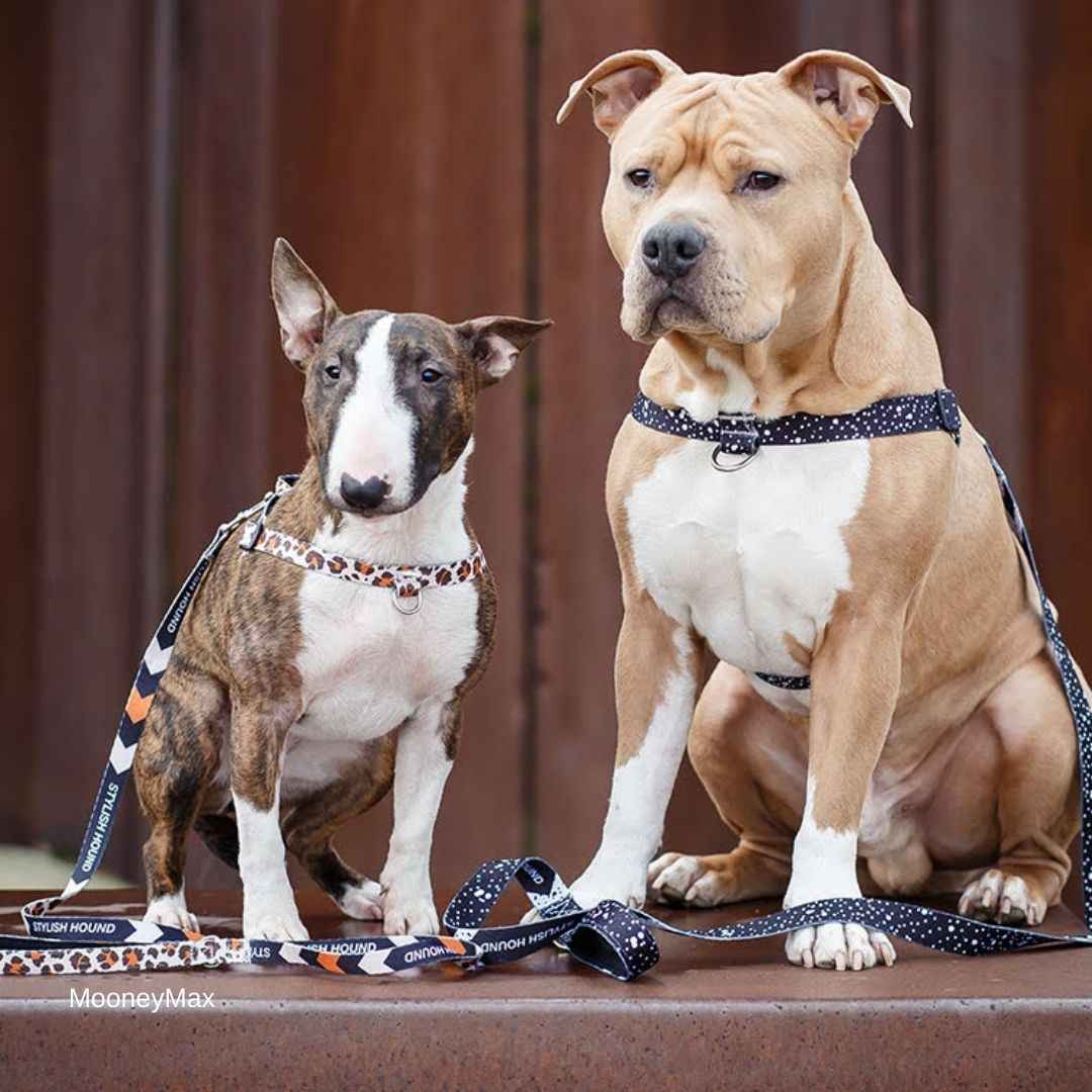 Jackson OG No-Pull Training Harness - Jackson