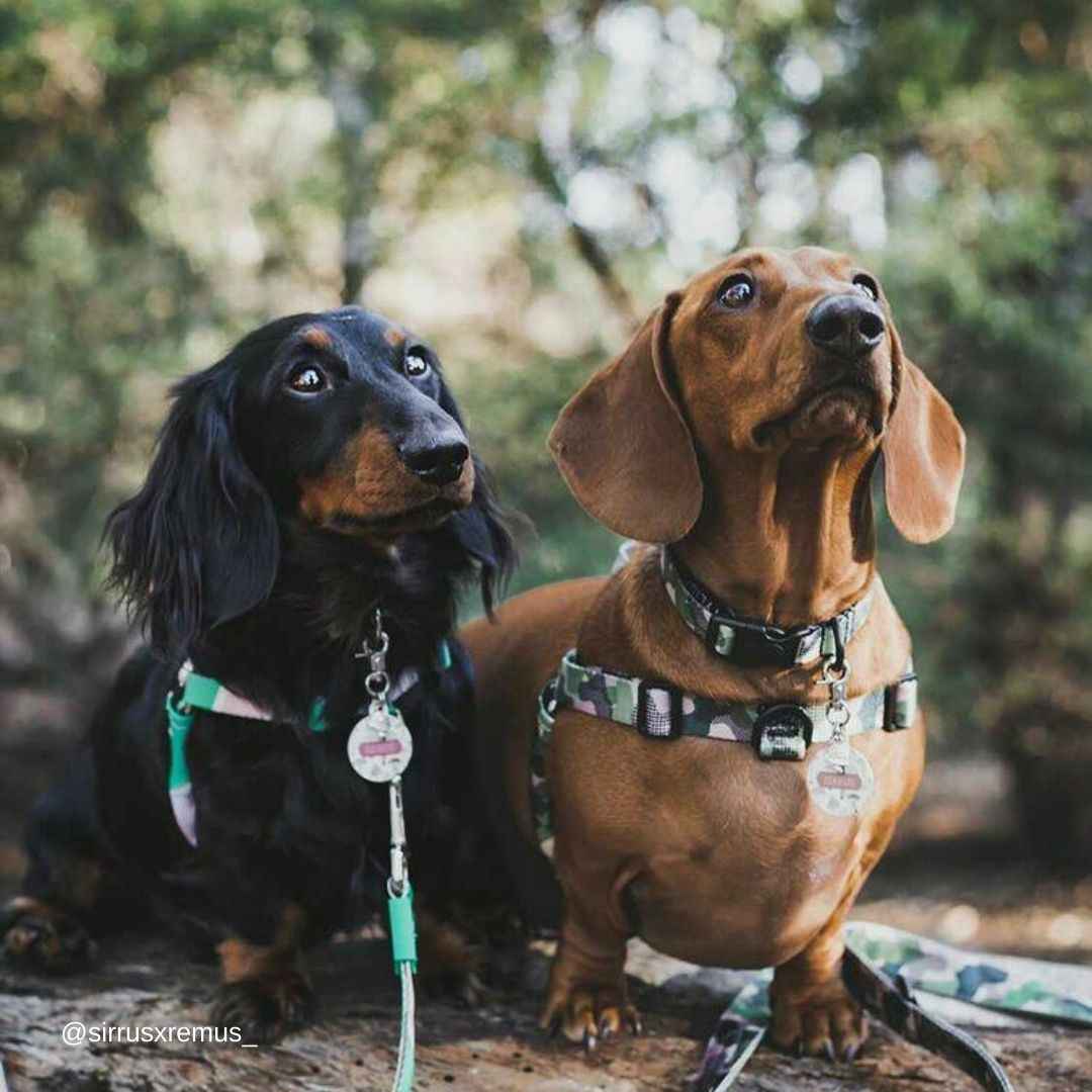 On Duty OG No-Pull Training Harness - On Duty