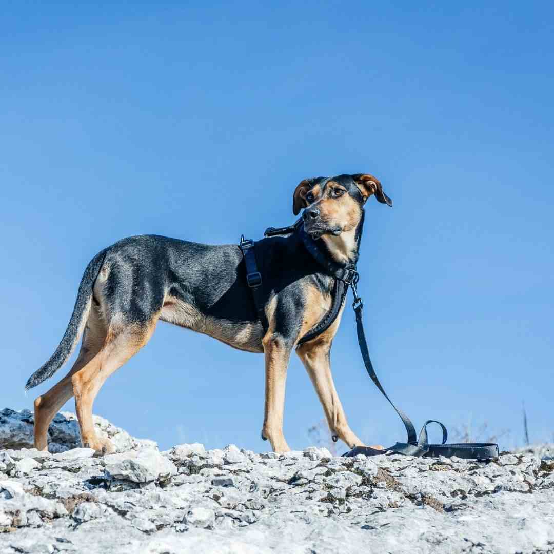 Blackout Leash - Blackout