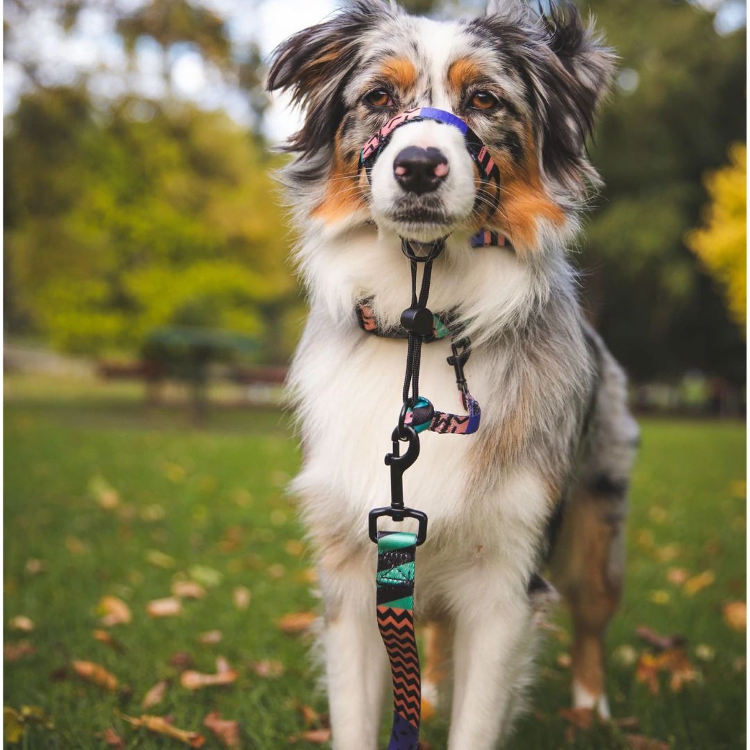 Gumball Halter - Gumball