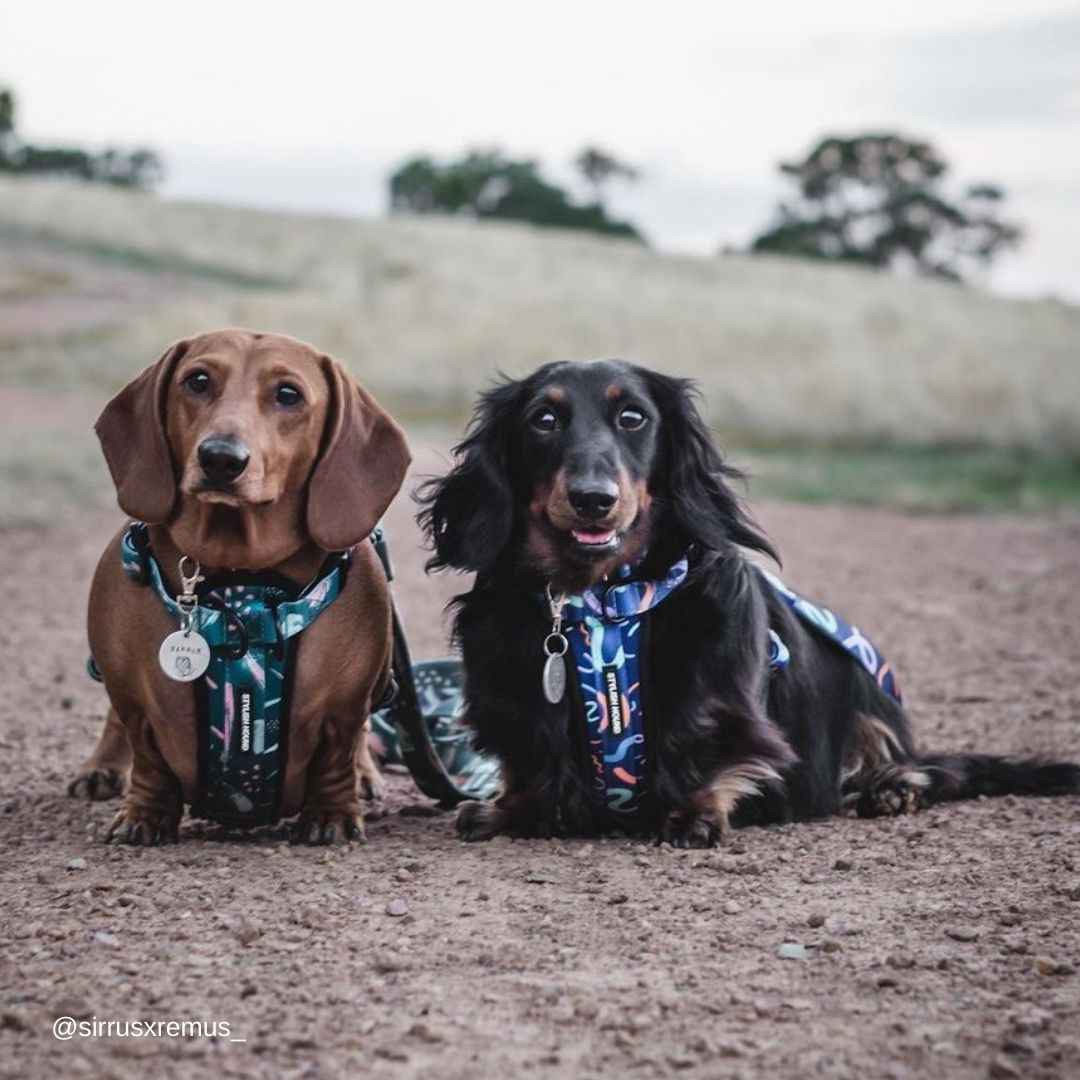 Nova Explorer Chest Plate - Nova