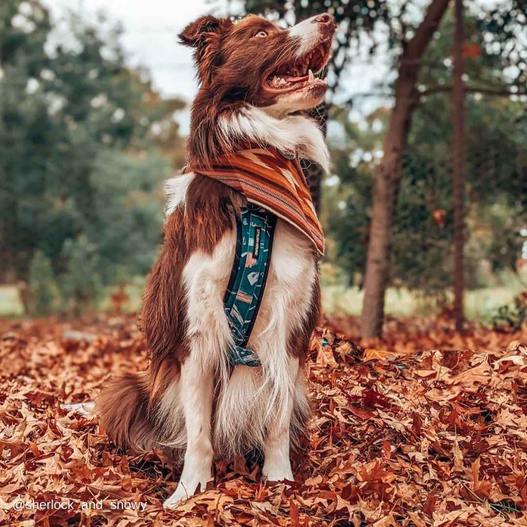 Nova Explorer Chest Plate - Nova