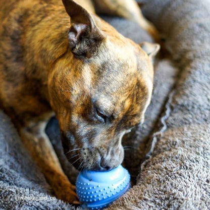 Lagoon Hercules - Factory Seconds