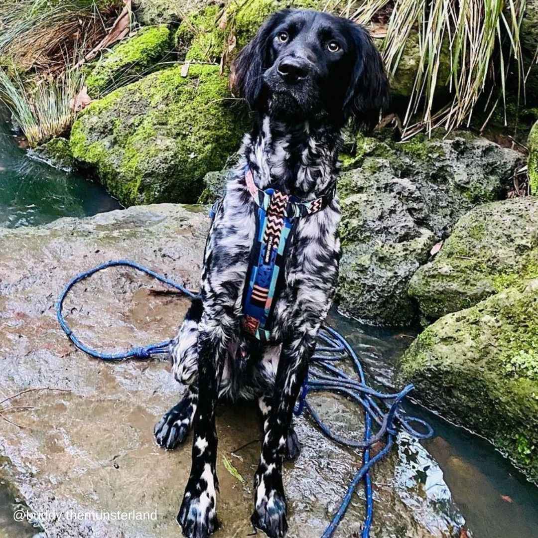 Gumball Chest Plate - Gumball